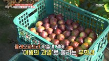 [HOT] An unkempt family that grows the queen's fruit and sweet figs ,생방송 오늘 저녁 221130