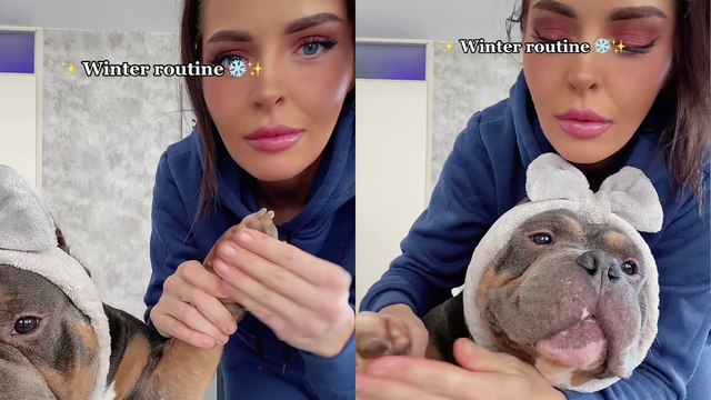 Cute & calm American Bully receives royal treatment as part of his winter routine