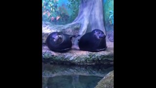 Cute baby animals Videos Compilation cute moment of the animals - Cutest Animals #22