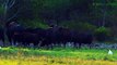 Đàn bò tót hơn 30 con ở Vườn quốc gia Cát Tiên. A group with more 30 gaurs in CTNP.