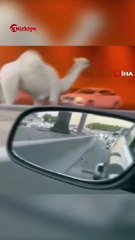 Suudi Arabistan'da Otoyola Giren Deve Trafiği Birbirine Kattı #shorts #deve #suudiarabistan