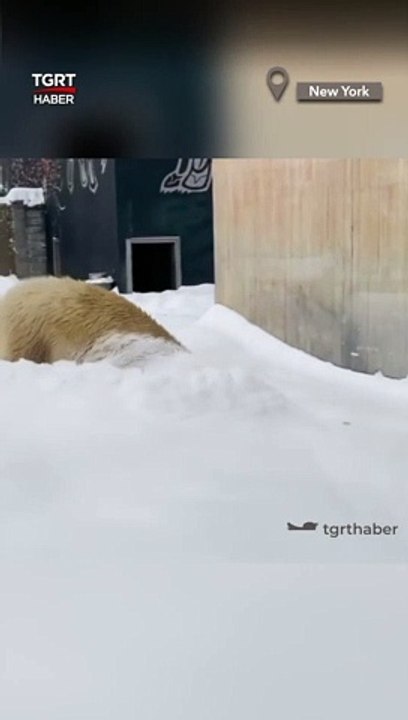 Kutup Ayısının Kar Keyfi: Şiddetli Kar Yağışı Ona Yaradı #shorts #kutupayısı #karyağışı #ayı#newyork