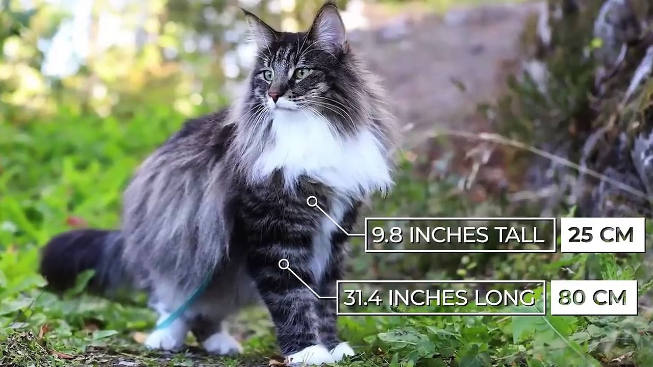 The BIGGEST CAT BREEDS In The World Video Dailymotion