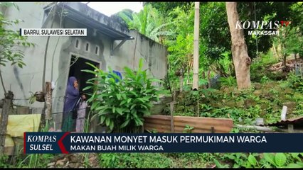 Kawanan Monyet Masuk Pemukiman Warga di Barru