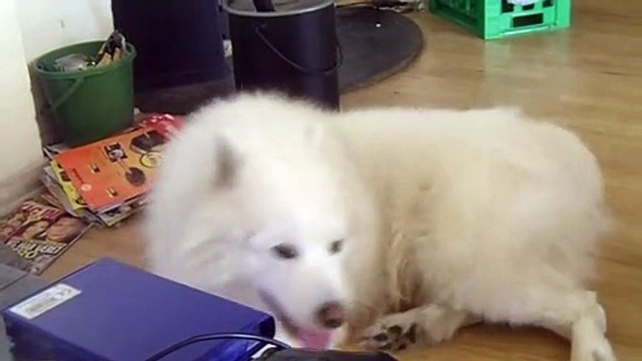 Samojed talking