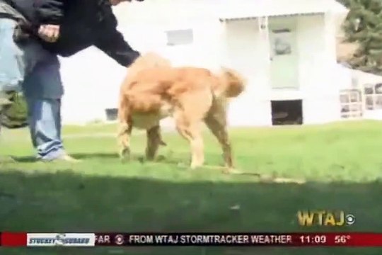 Anjing Ini Duduk Sendiri di Luar Toko Target dan Tak Bergeming, Kemudian Orang-orang Membaca Tanda di Lehernya