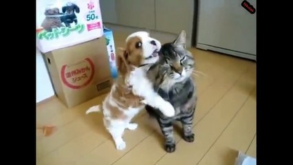 Top 10 Cats and Dogs best friends