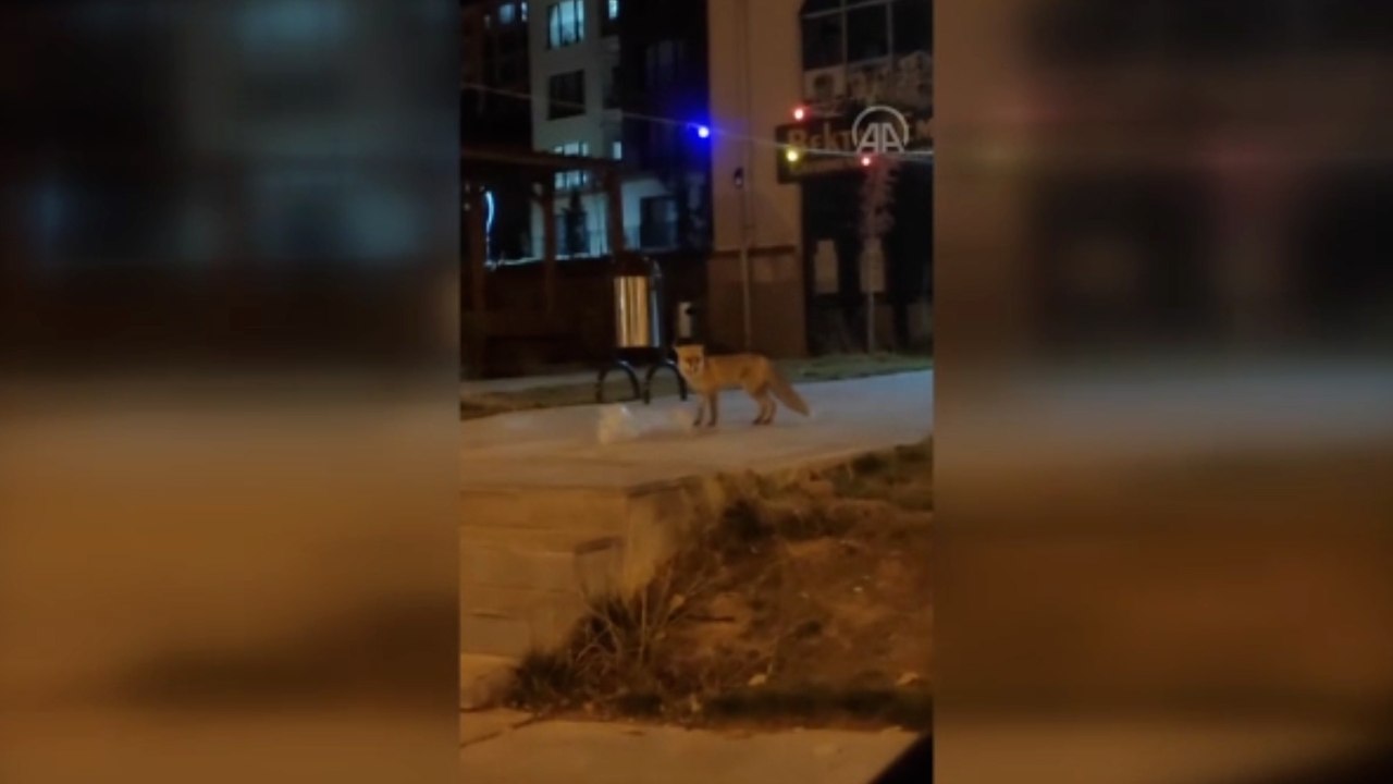 Aç kalan tilki mahallede yiyecek ararken görüntülendi