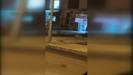 Aç kalan tilki mahallede yiyecek ararken görüntülendi