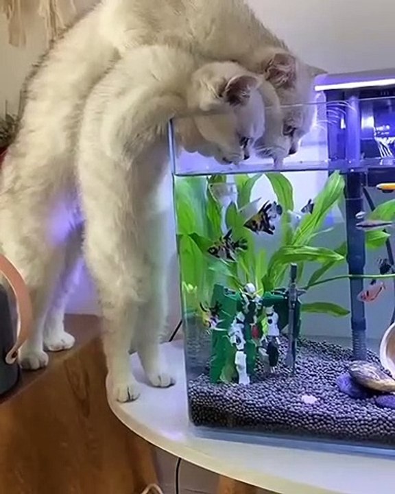 funny cat and cute kitten drinking fish tank water