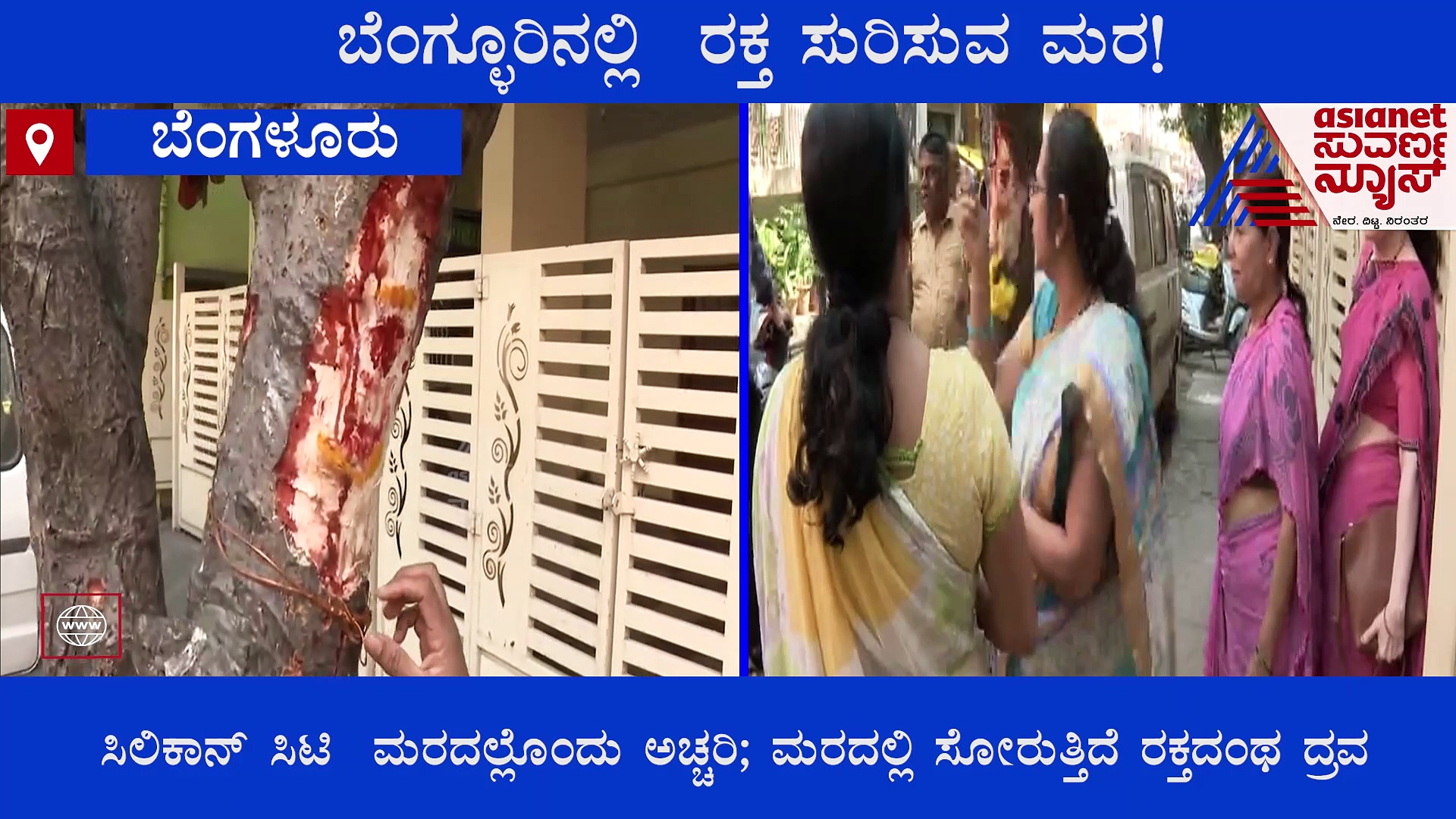 ಸಿಲಿಕಾನ್ ಸಿಟಿಯಲ್ಲಿ ಅಚ್ಚರಿ: ಬೂರ್ಗದ ಮರದಲ್ಲಿ ಸೋರುತ್ತಿದೆ ರಕ್ತದಂಥ ದ್ರವ