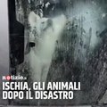 Ischia, gli animali rimasti soli dopo il disastro