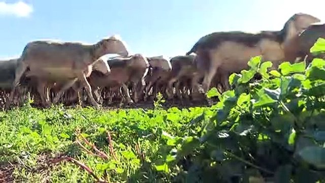Roquefort cheese production drives wedge between local producers and Lactalis