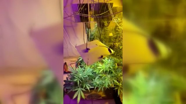 Evinde iklimlendirme sistemiyle Hint keneviri yetiştiren zanlı tutuklandı