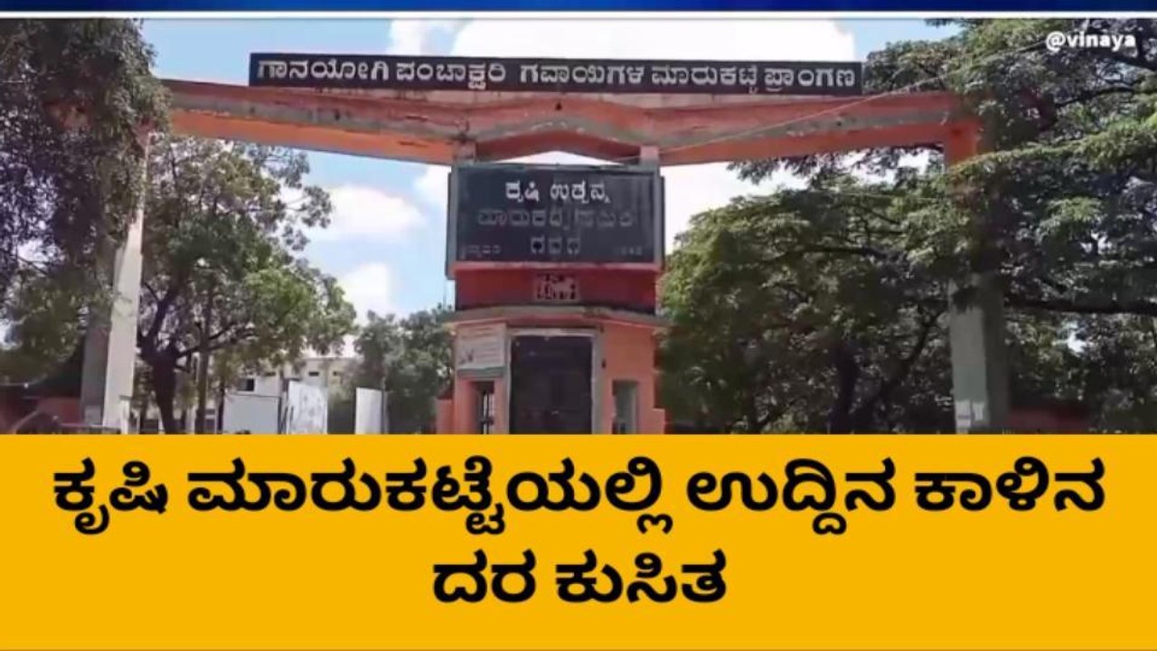 ಗದಗ: ಕೃಷಿ ಮಾರುಕಟ್ಟೆಯಲ್ಲಿ ಉದ್ದಿನ ಕಾಳಿನ ದರ ಇಳಿಕೆ