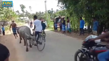 funny bike race || ऐसी बाईक और सायकल रेस देखी कहा || भैस ने रेस की वाट लगा दी