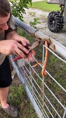 Rescuing a Snake Stuck in a Fence