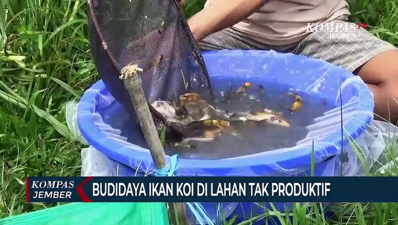 Kiat Sukses Budidaya Ikan KoiShowa Shiro Ginrindi Sawah