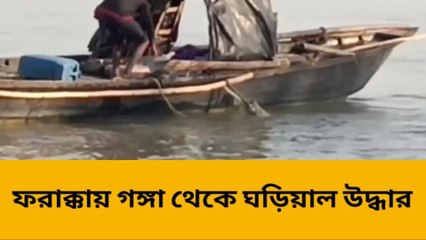 ফরাক্কাঃ মাছ নয়, জালে উঠলো আস্ত এক ঘড়িয়াল , তারপরে কি হলো দেখুন