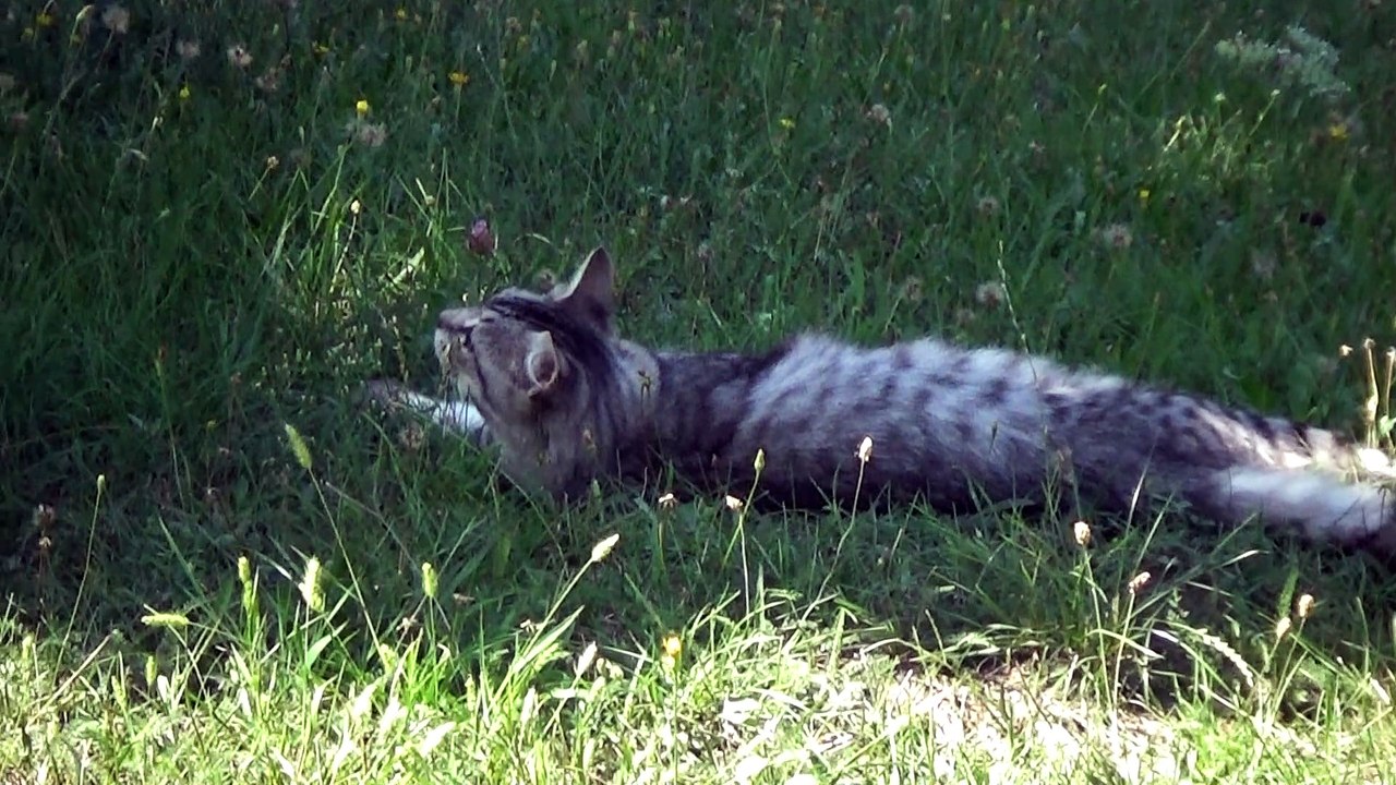 Cat Saw a Bird in a Tree video Dailymotion