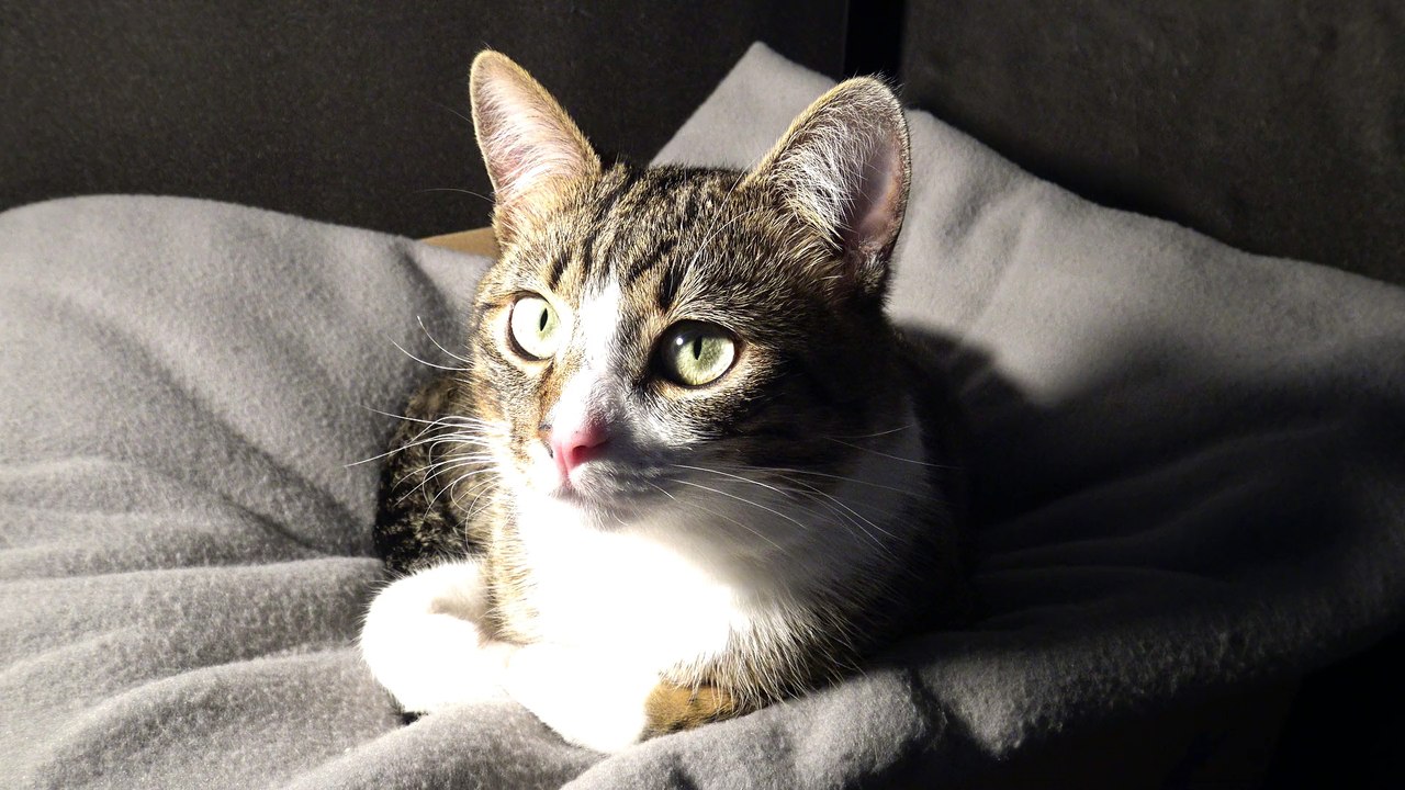 Funny Cat Shakes His Head