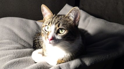 Funny Cat Shakes His Head