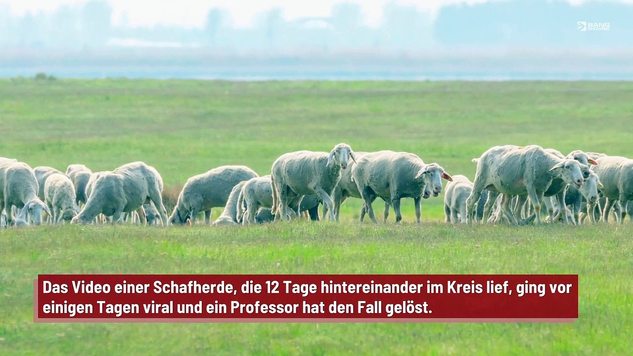 Das Rätsel um die kreisenden Schafe ist gelöst