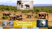 Rocking! Facts about Elephants