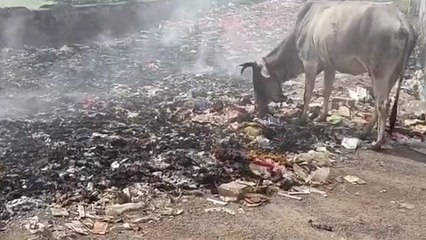 मैहर : सिविल अस्पताल मैहर में जलाया जाता है कचरा