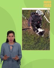 Todo un profesional: este perrito disfruta 'volar' por los aires