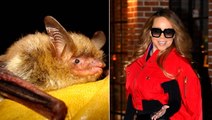 Bats have 'greater vocal range than Mariah Carey', study finds