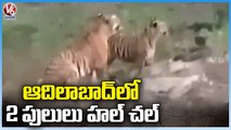 2 Tigers Spotted In Adilabad , Farmers In Fear | V6 News