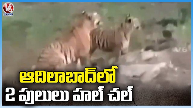 2 Tigers Spotted In Adilabad , Farmers In Fear | V6 News