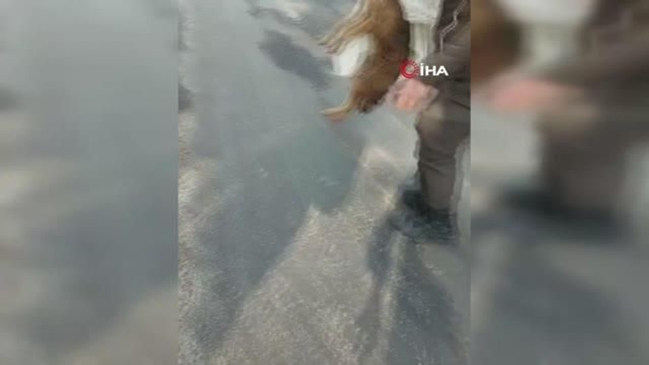 Yaralı tilkiyi Orman İşletme Müdürlüğü ekipleri kurtardı