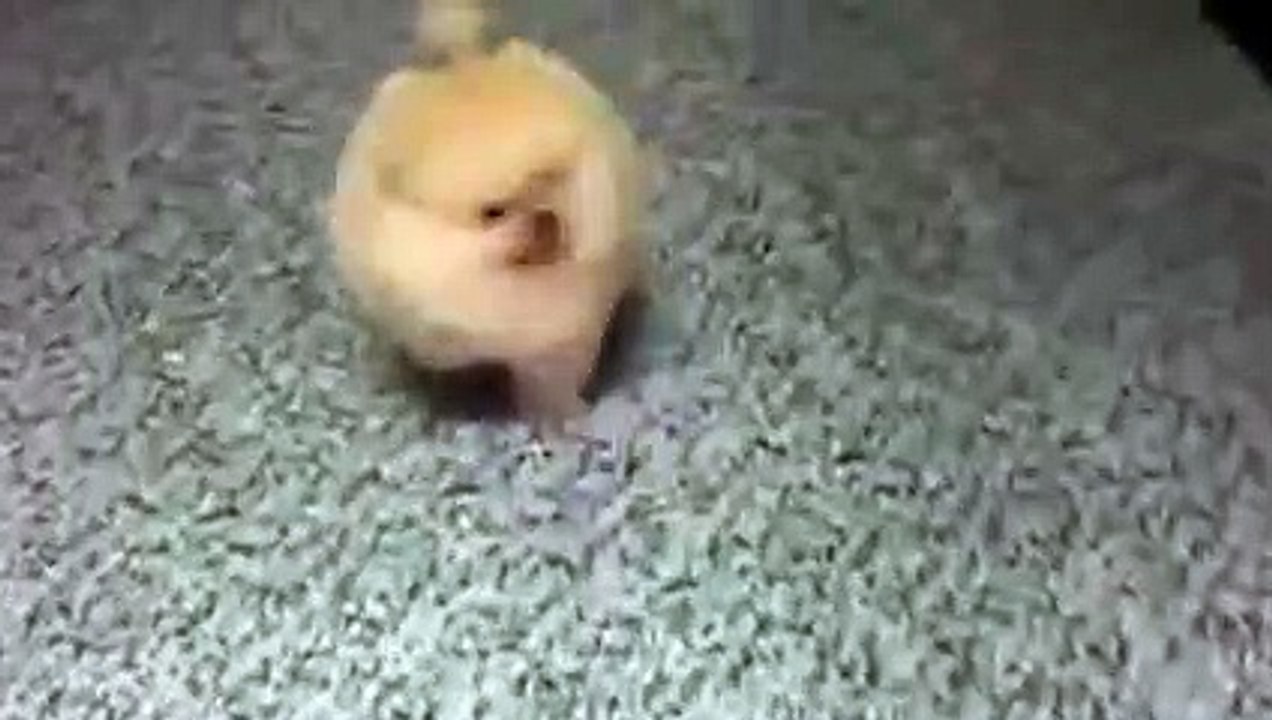 Tiny Dog  Barking