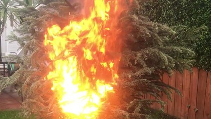 British guy shows how a tiny spark could torch a WHOLE Christmas tree *UNREAL!*
