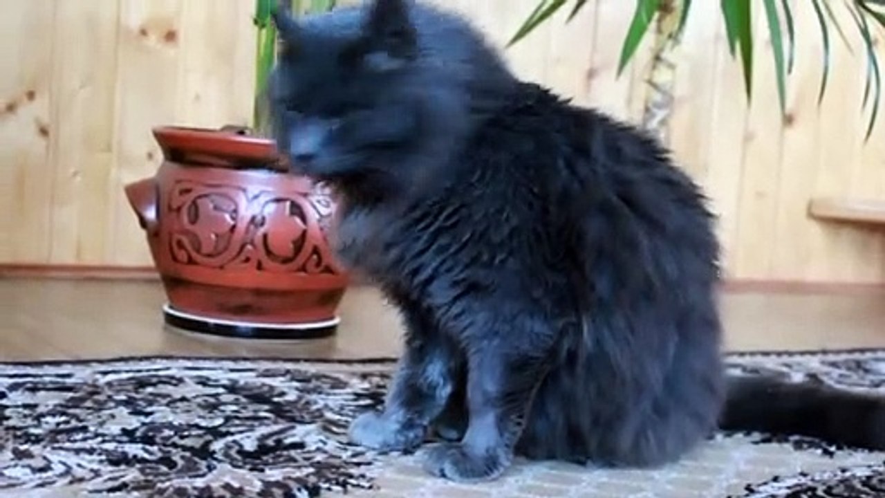Meet! Very solid cat Murchik!