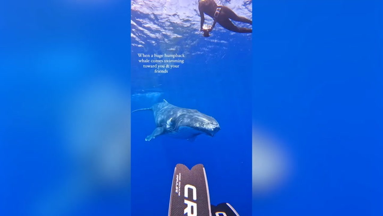 Moment 30-foot humpback whale approaches divers in French Polynesia