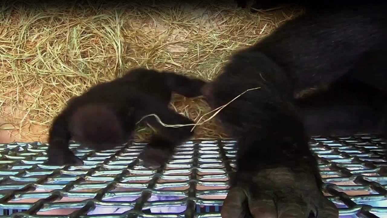 Die MagieDisney's Animal Kingdom Staffel 1 Folge 8 HD Deutsch