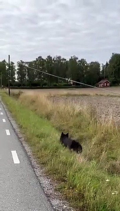Son chien retrouve les clés qu'elle a perdu... joli