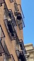 Un cacatoès en colère jette des affaires depuis le balcon d'un appartement
