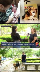 Perro héroe encontró un bebé abandonado en Barranquilla | 