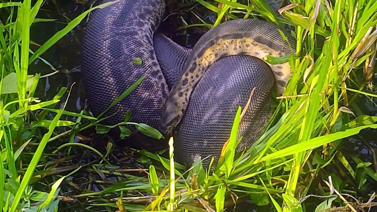 Meting snakes