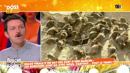 Un rat sort d'une manche d'un piéton : ces rongeurs sont-ils avec nous tout le temps ?