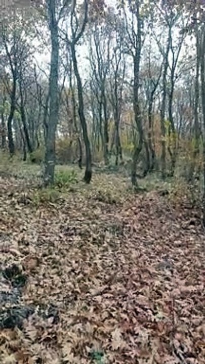 Indahnya lihat daun-daun hutan mulai menguning keemasan dan berserakan di permukaan tanah