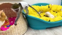 Baby monkey Susie is worried that kitten will be lost without mom cat