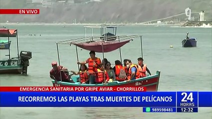 Chorrillos: informan que pescados y mariscos están libres de Gripe Aviar