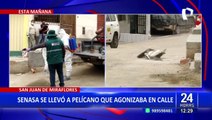 Pese a emergencia sanitaria: tras 24 horas de espera, autoridades se llevan pelícano muerto