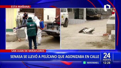 Pese a emergencia sanitaria: tras 24 horas de espera, autoridades se llevan pelícano muerto