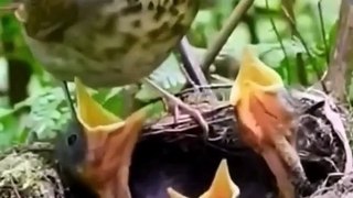 beautiful moment, mother bird feeds her child